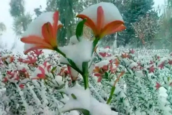 百合花冻了还能补救吗,冻伤情况不严重则可以补救