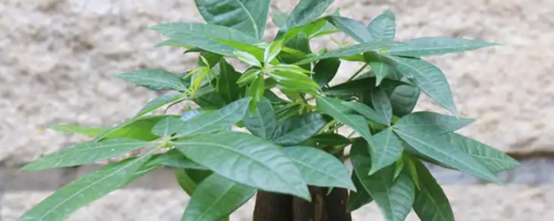 发财树发霉了怎么处理，需转移到通风阴凉的散光处养护