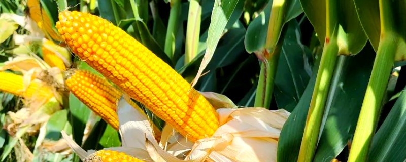 早玉米在什么时候种，南方地区在清明前后栽种