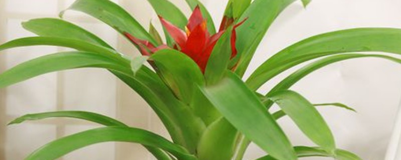 鸿运当头开花后还能活多久，还可活5-6个月