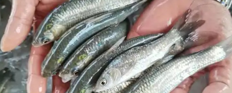 草鱼苗吃哪种食物，主要吃藻类、嫩草叶等