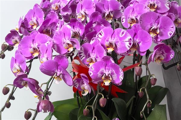 蝴蝶兰一天开放的时间，是早上七点至九点开放