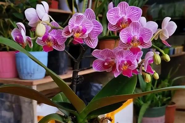 蝴蝶兰一天开放的时间，是早上七点至九点开放