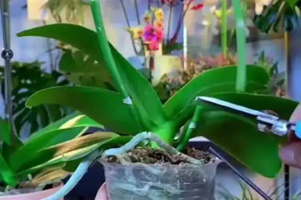 蝴蝶兰一天开放的时间，是早上七点至九点开放