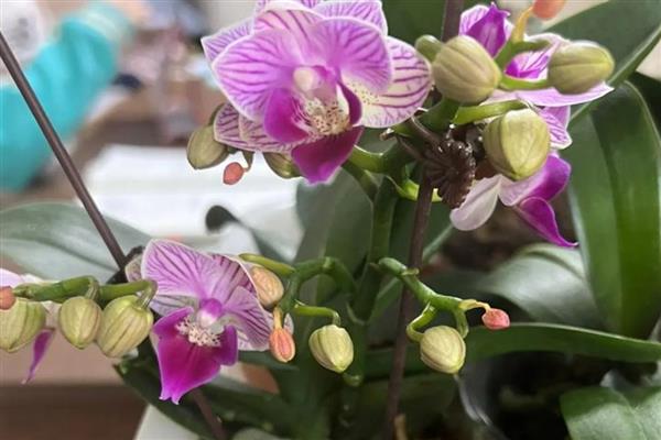 蝴蝶兰一天开放的时间，是早上七点至九点开放