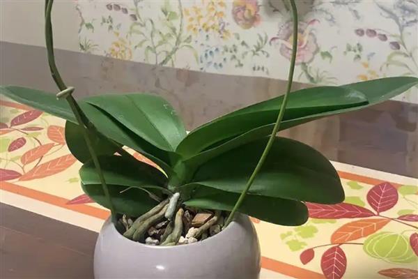 蝴蝶兰一天开放的时间，是早上七点至九点开放