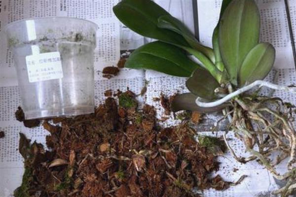 蝴蝶兰一天开放的时间，是早上七点至九点开放