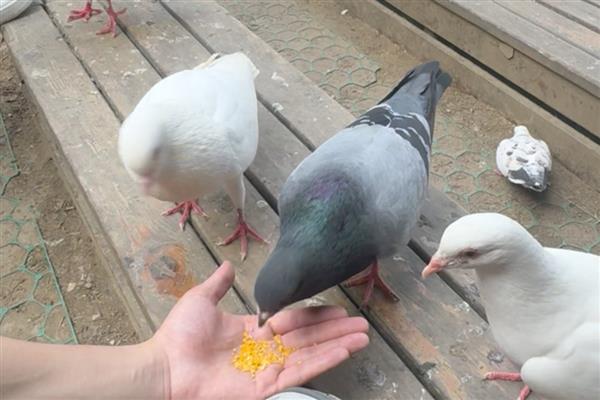 鸽子怎么养殖，饲料以杂粮为主