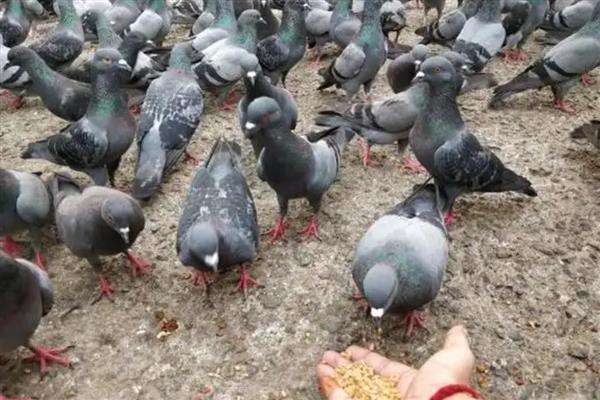 鸽子怎么养殖，饲料以杂粮为主