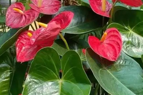 火鹤花有没有毒,其汁液有轻微的毒素