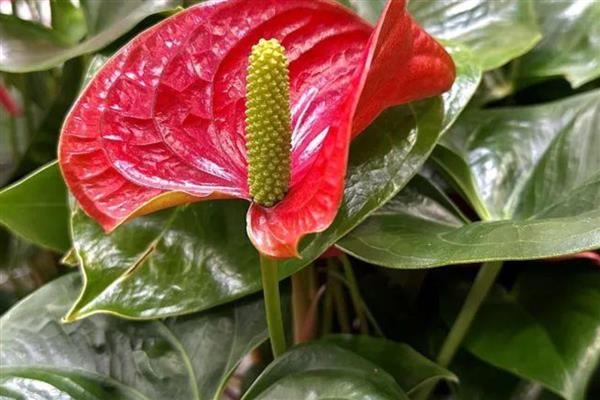 火鹤花有没有毒,其汁液有轻微的毒素