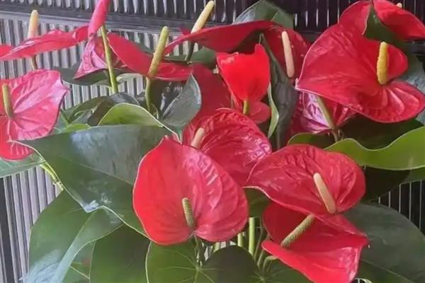 火鹤花有没有毒,其汁液有轻微的毒素