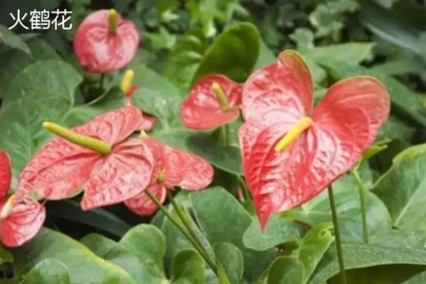 火鹤花有没有毒,其汁液有轻微的毒素