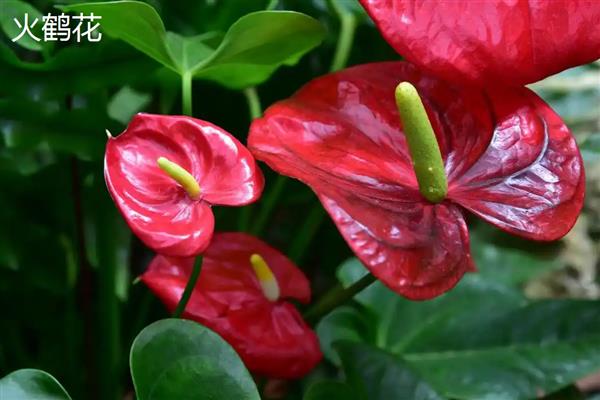 火鹤花有没有毒,其汁液有轻微的毒素