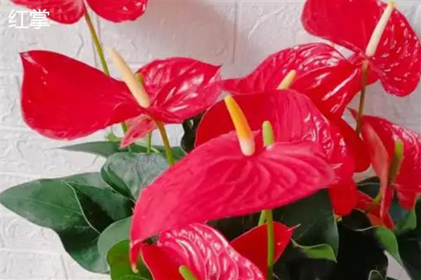 火鹤花有没有毒,其汁液有轻微的毒素