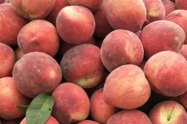 什么是碱性水果,指吸收后可产生碱性物质的水果