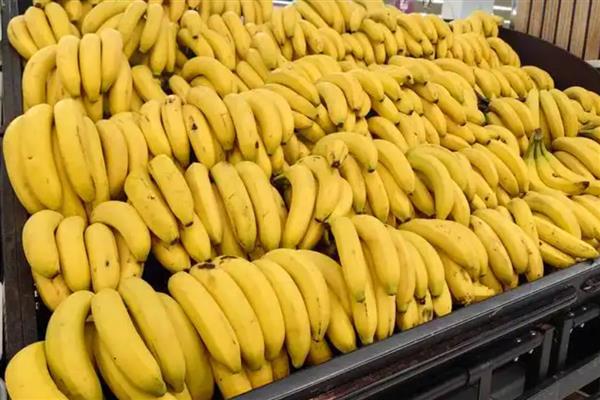 什么是碱性水果,指吸收后可产生碱性物质的水果