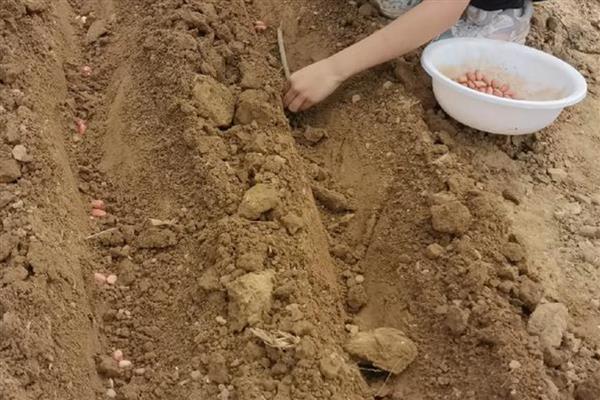 花生高产栽培技术，种子用硼砂拌种