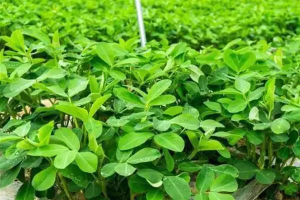 花生高产栽培技术，种子用硼砂拌种