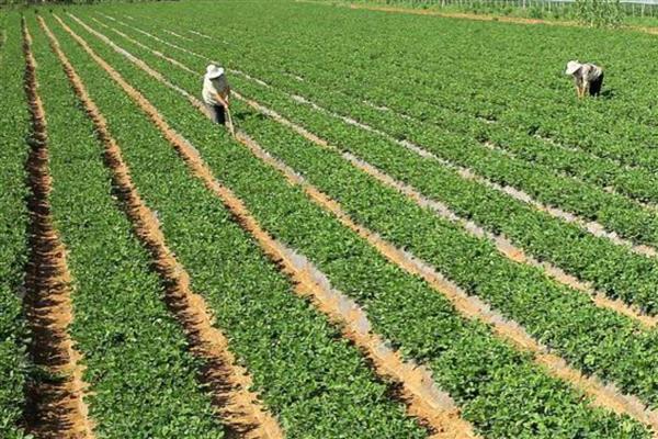 花生高产栽培技术，种子用硼砂拌种