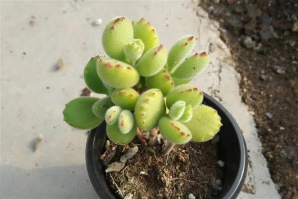 熊童子怎么养，生长期每月施一次稀释的饼肥水