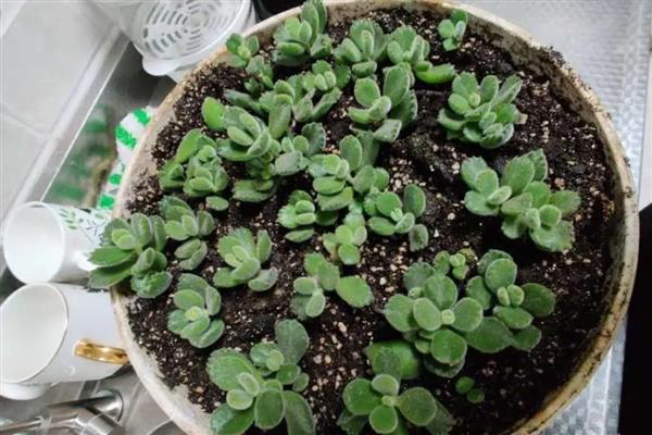 熊童子怎么养，生长期每月施一次稀释的饼肥水