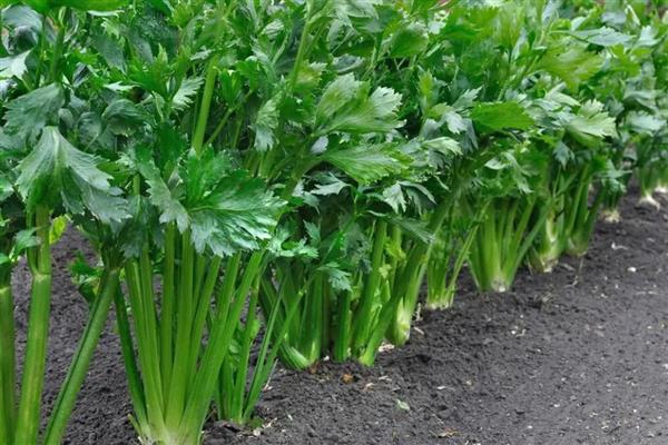 11月适合种哪些蔬菜，适合种小白菜、大葱等