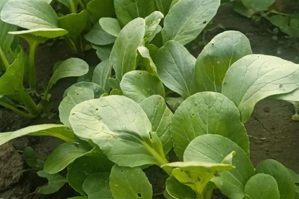 11月适合种哪些蔬菜，适合种小白菜、大葱等