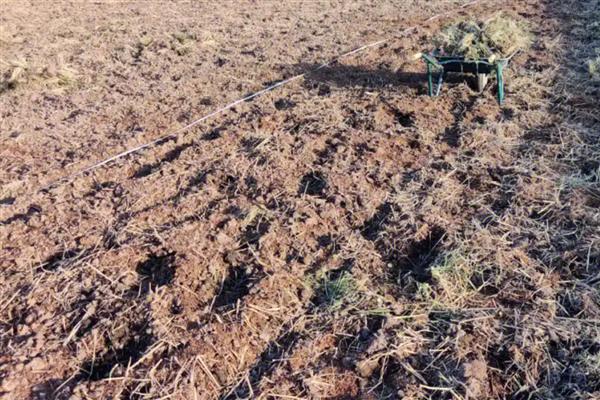 花生高产栽培技术，种子用硼砂拌种