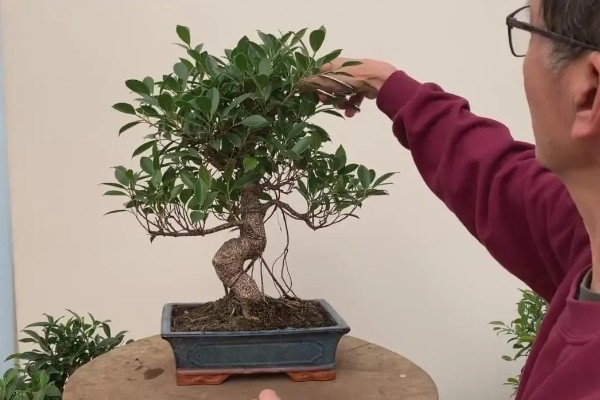 榕树的养殖方法，喜欢光线好的环境