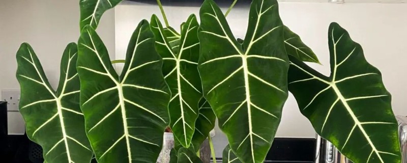 海芋的花语,寓意青春的活力、单纯的爱等