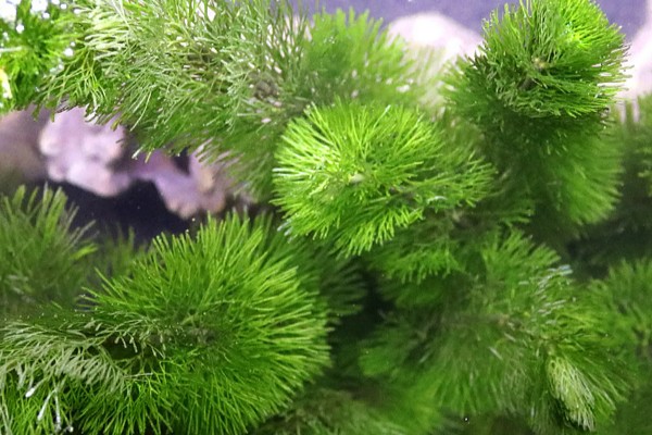 绿菊水草的繁殖扦插方法，建议选择在秋季进行