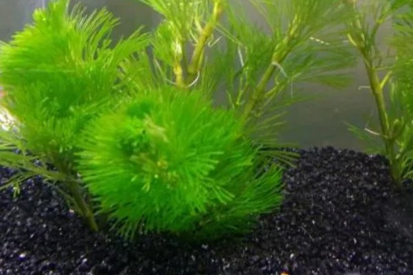 绿菊水草的繁殖扦插方法，建议选择在秋季进行