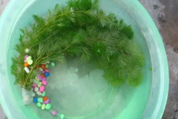 绿菊水草的繁殖扦插方法，建议选择在秋季进行