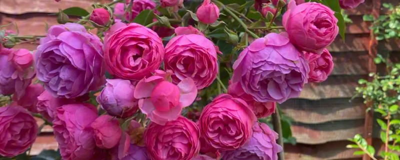 艾拉绒球一年开多少次,一年可以多次开花