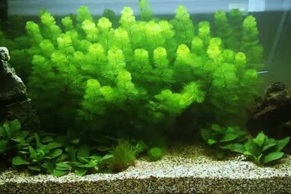 绿菊水草的繁殖扦插方法，建议选择在秋季进行