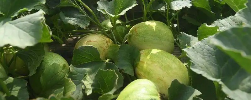 地爬甜瓜的株距与行距，株距在20-30厘米