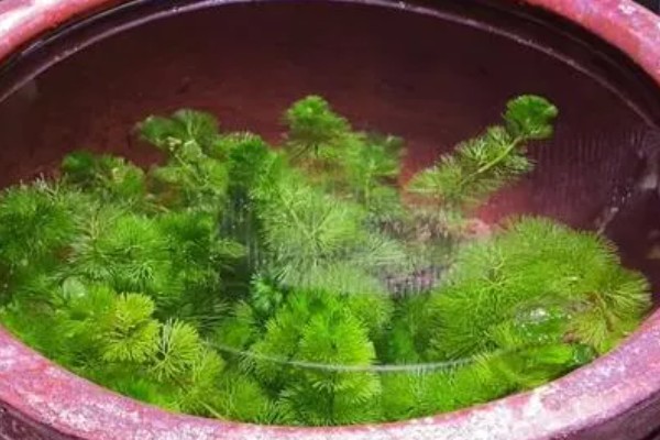 绿菊水草的繁殖扦插方法，建议选择在秋季进行