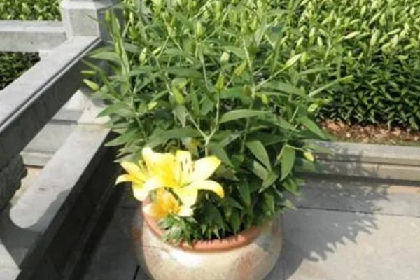 百合花的种植方法，春季和秋季均可种植