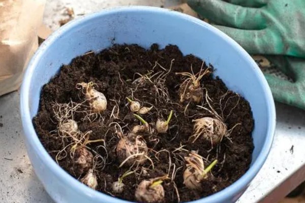 百合花的种植方法，春季和秋季均可种植