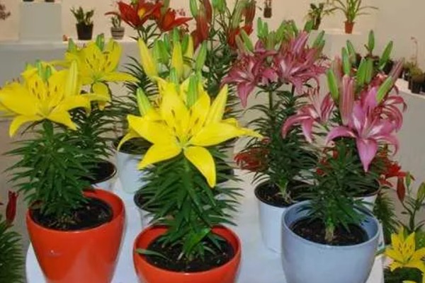 百合花的种植方法，春季和秋季均可种植