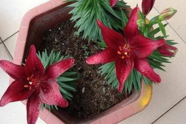 百合花的种植方法，春季和秋季均可种植