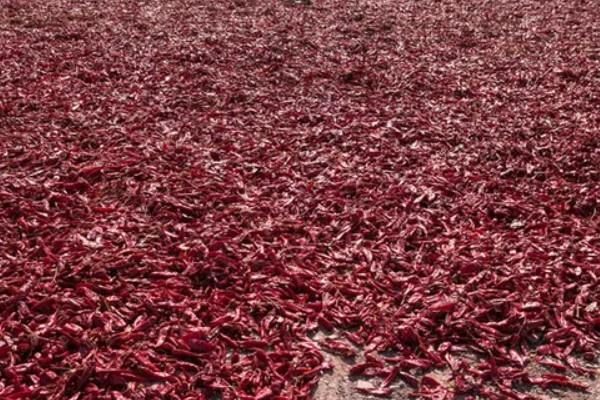 小米辣的种植技术，每亩地种植2000-2200株幼苗
