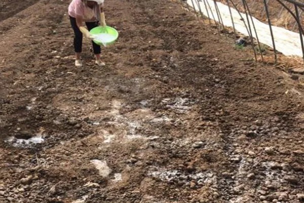 小米辣的种植技术，每亩地种植2000-2200株幼苗