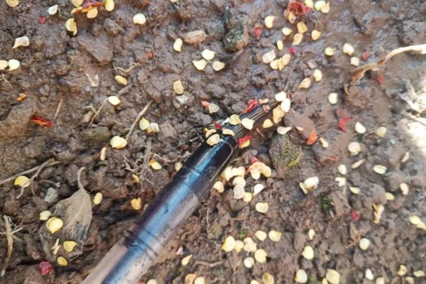 小米辣的种植技术，每亩地种植2000-2200株幼苗