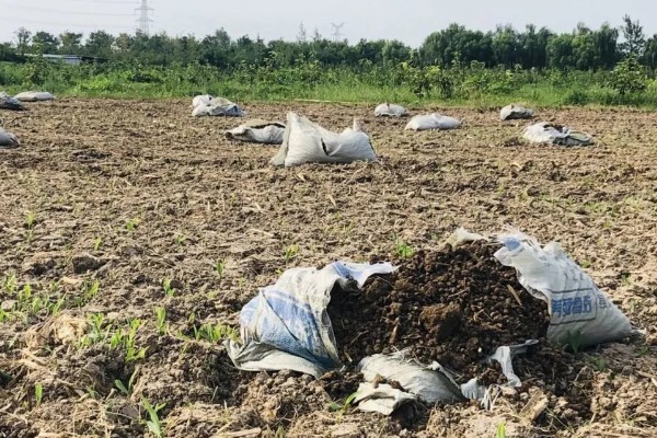 小米辣的种植技术，每亩地种植2000-2200株幼苗