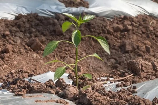小米辣的种植技术，每亩地种植2000-2200株幼苗