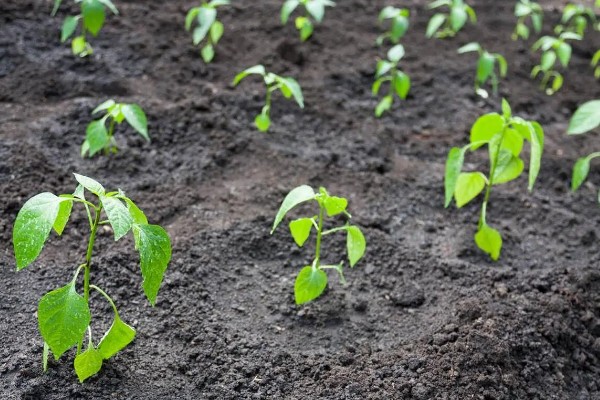 小米辣的种植技术，每亩地种植2000-2200株幼苗