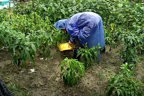 小米辣的种植技术，每亩地种植2000-2200株幼苗