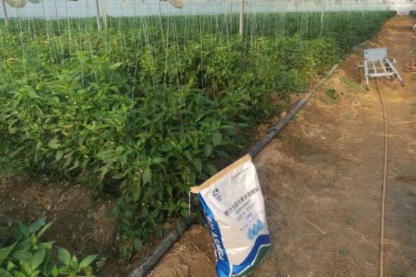 小米辣的种植技术，每亩地种植2000-2200株幼苗